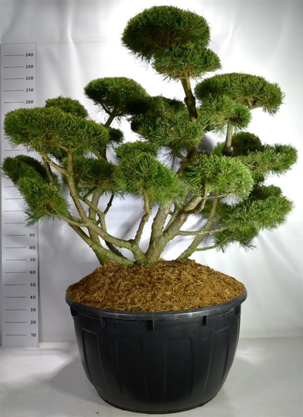 Pinus mugo 'Gnom' - 150-175 CM Bonsai Cont.
